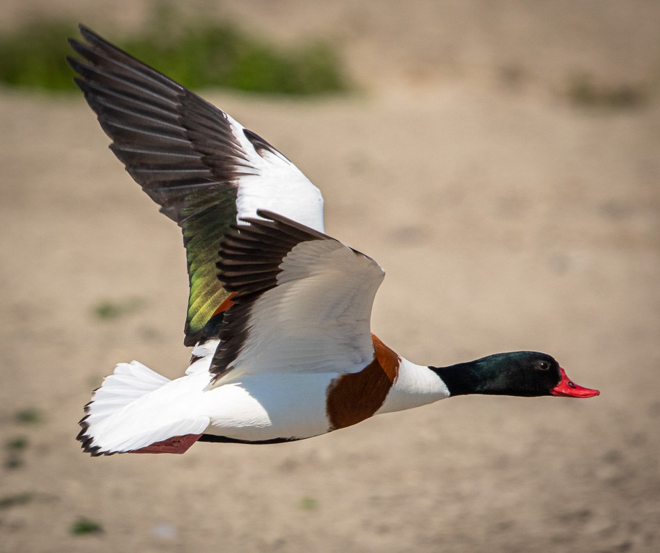 Bergeend | Eendrachtspolder, 15 mei 2019
