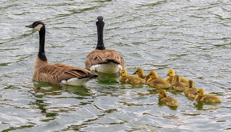 Familie Canadese ganzen | Zevenhuizerplas, 17 mei 2019