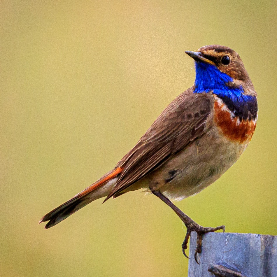 Blauwborst | Zevenhuizerplas, 27 mei 2019