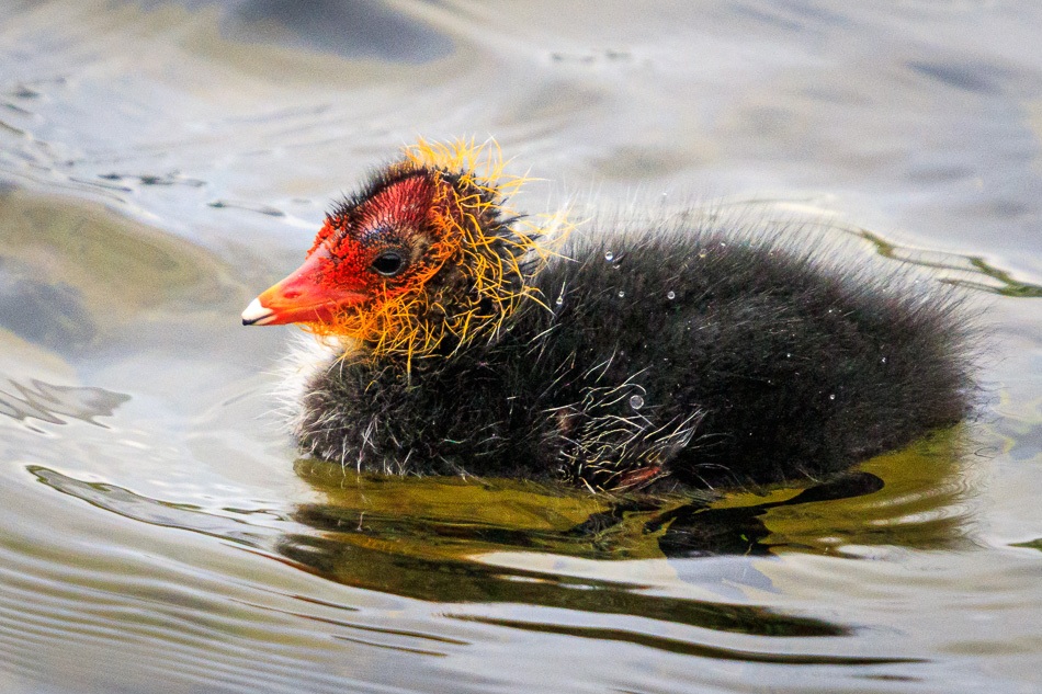 Jonge Meerkoet | Zevenhuizerplas, 23 mei 2019