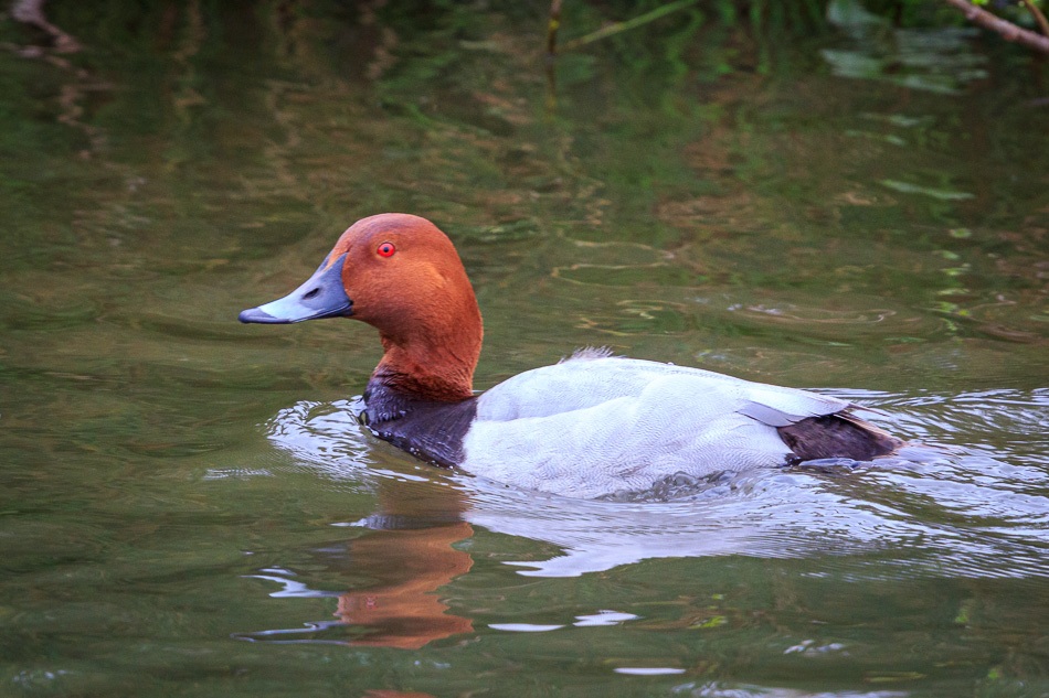 Tafeleend Meerkoet | Zevenhuizerplas, 23 mei 2019