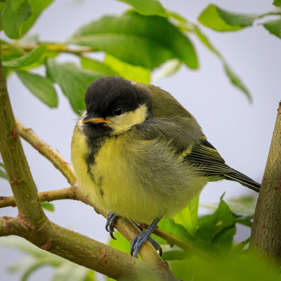Koolmees | Zevenhuizerplas, 23 mei 2019
