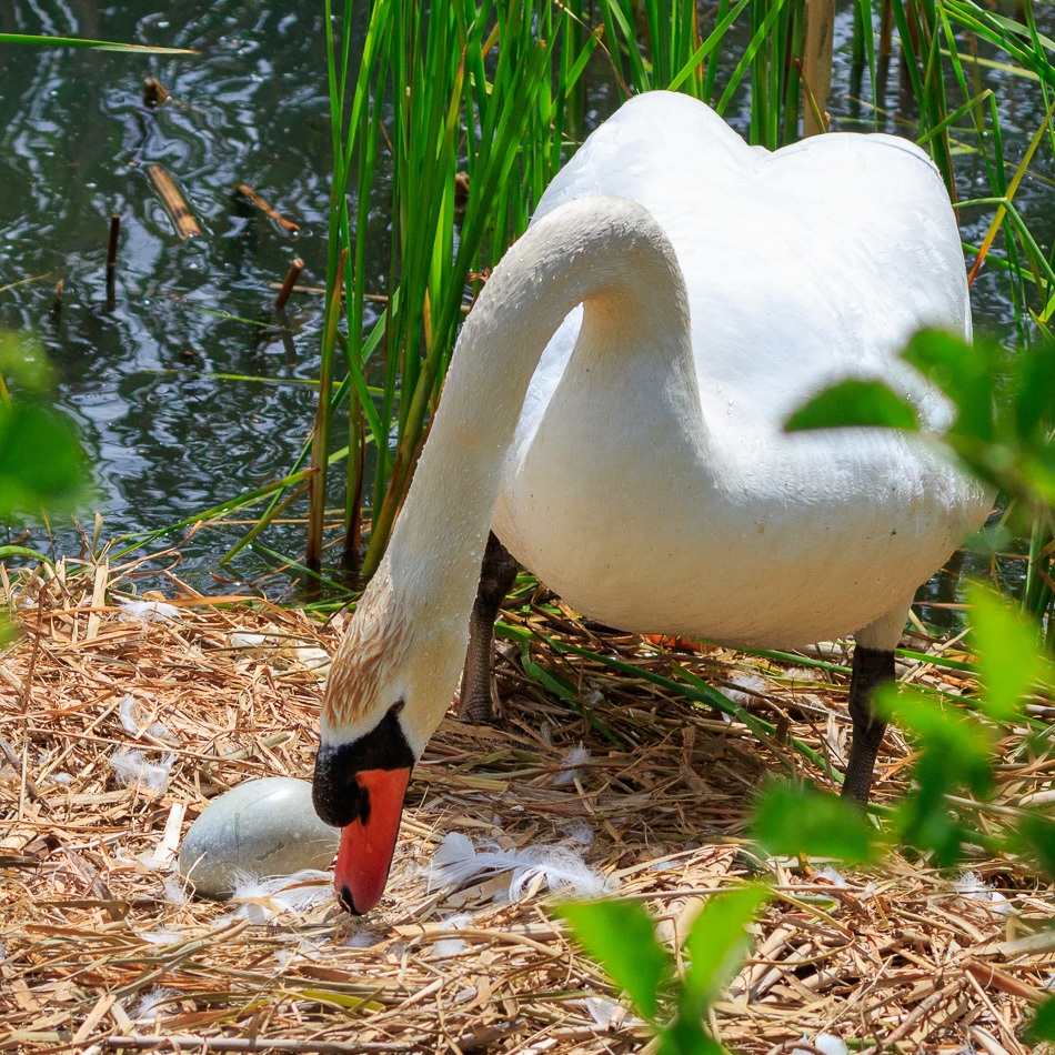 Knobbelzwaan | Zevenhuizerplas, 27 mei2019