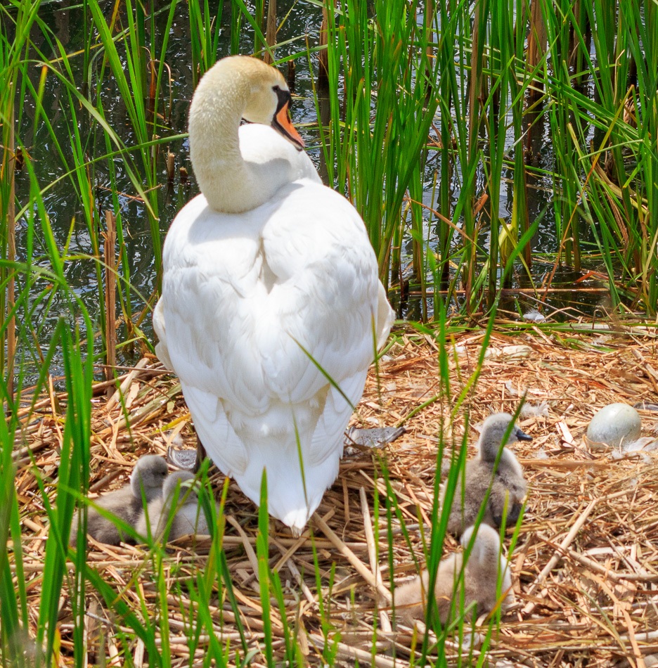Knobbelzwanen | Zevenhuizerplas, 27 mei2019