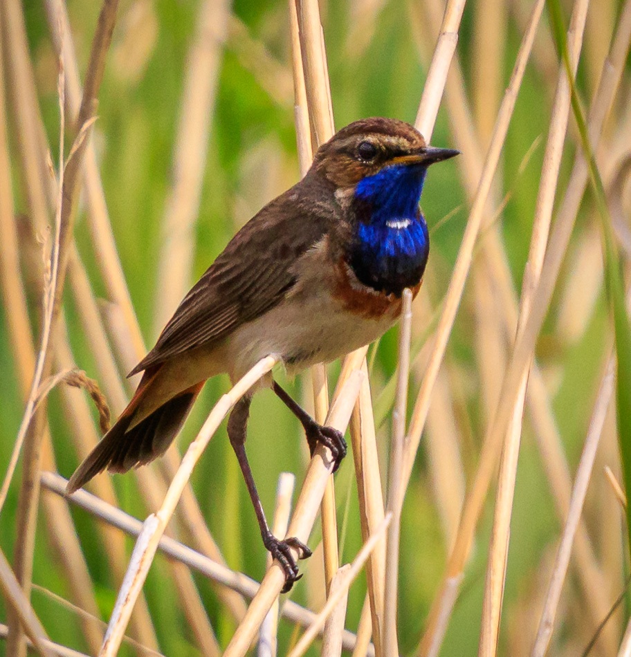 Blauwborst | Zevenhuizerplas, 27 mei 2019
