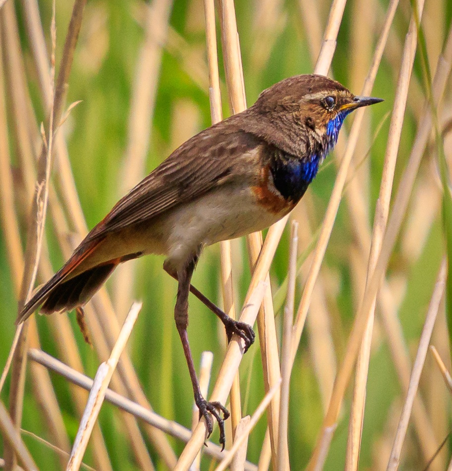 Blauwborst | Zevenhuizerplas, 27 mei 2019