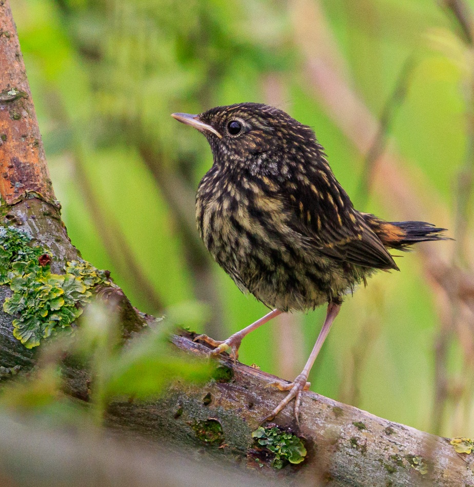 Blauwborst (jong) | Zevenhuizerplas, 27 mei 2019