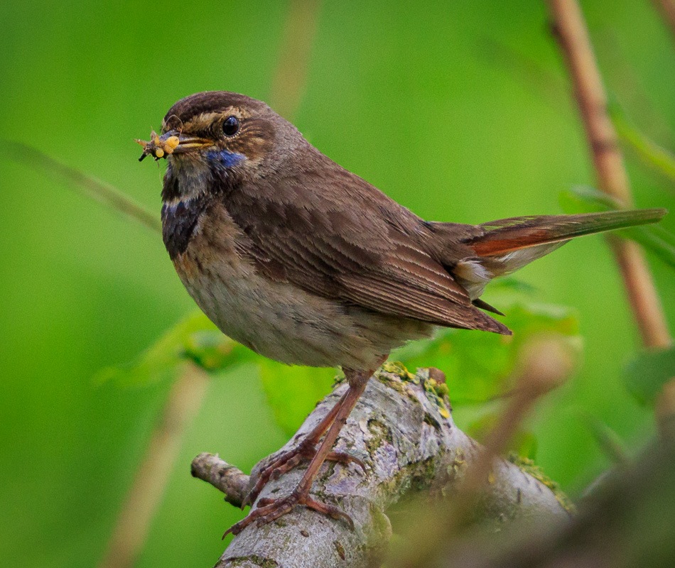 Blauwborst | Zevenhuizerplas, 27 mei 2019