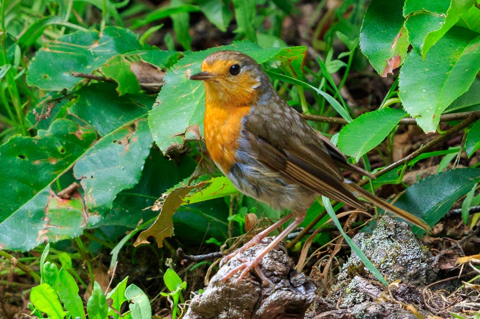 Roodborst | Camping de Waps te Oudemirdum, 20 juli 2019