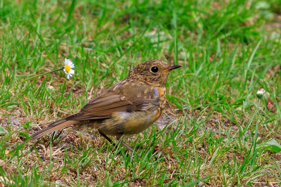 Lijster | Camping de Waps te Oudemirdum, 20 juli 2019