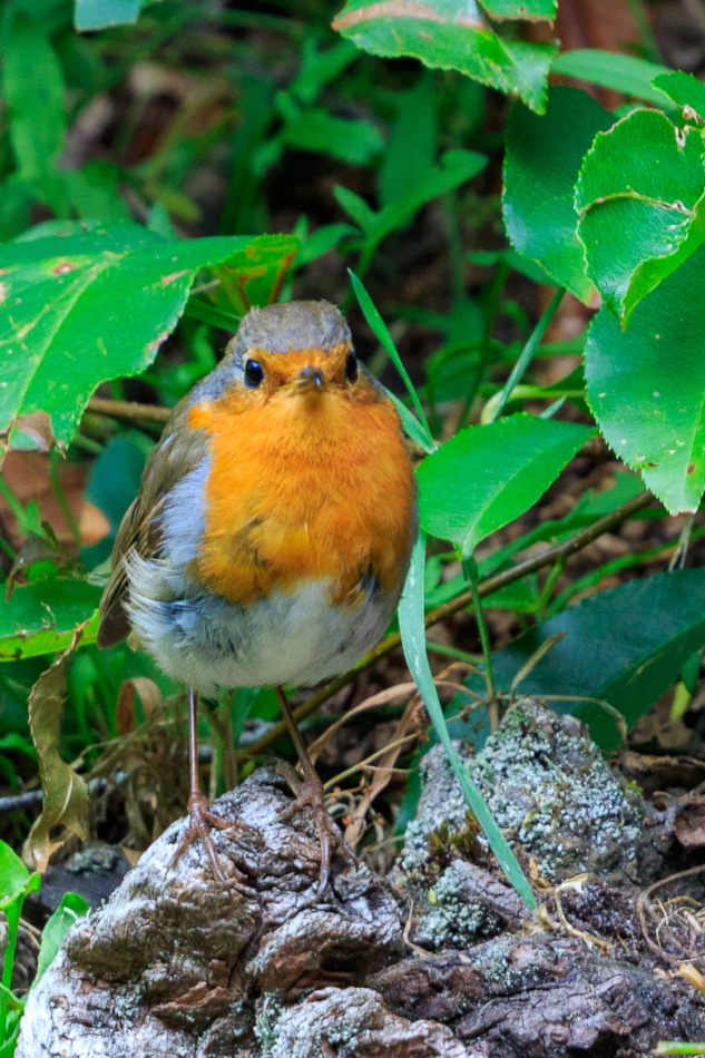 Roodborst | Camping de Waps te Oudemirdum, 20 juli 2019
