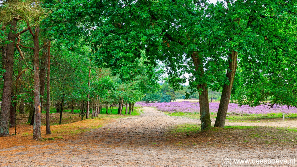 20190817_DrunenseDuinen_2217-bewerkt