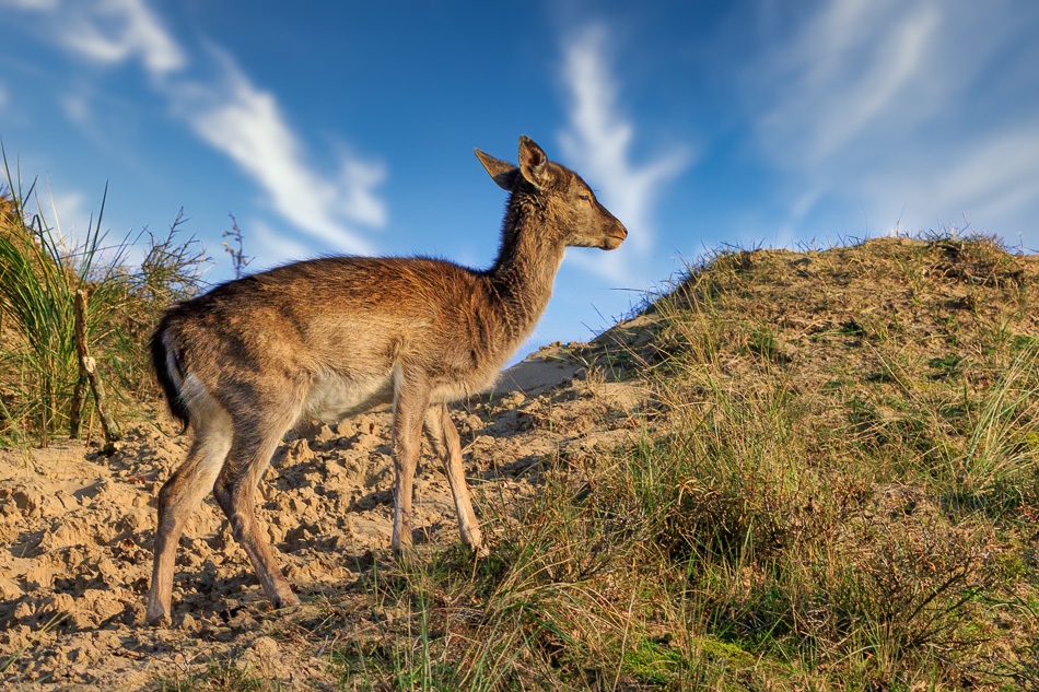 Damhert | Amsterdamse Waterleidingduinen, 11 november 2019