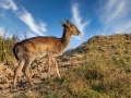 Damhert | Amsterdamse Waterleidingduinen, 11 november 2019