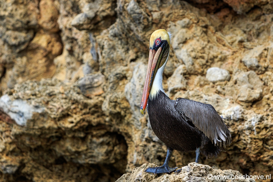 Pelikaan | Draaibooibaai, Curacao, 27 november 2019