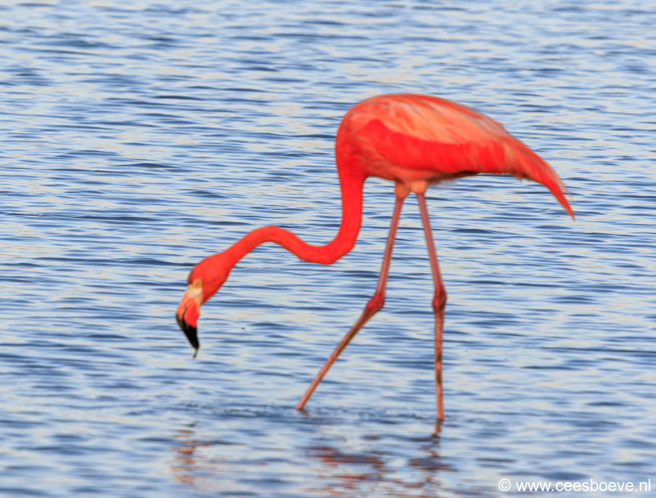Flamingo | Zoutpannen Jan Kok, 30 november 2019