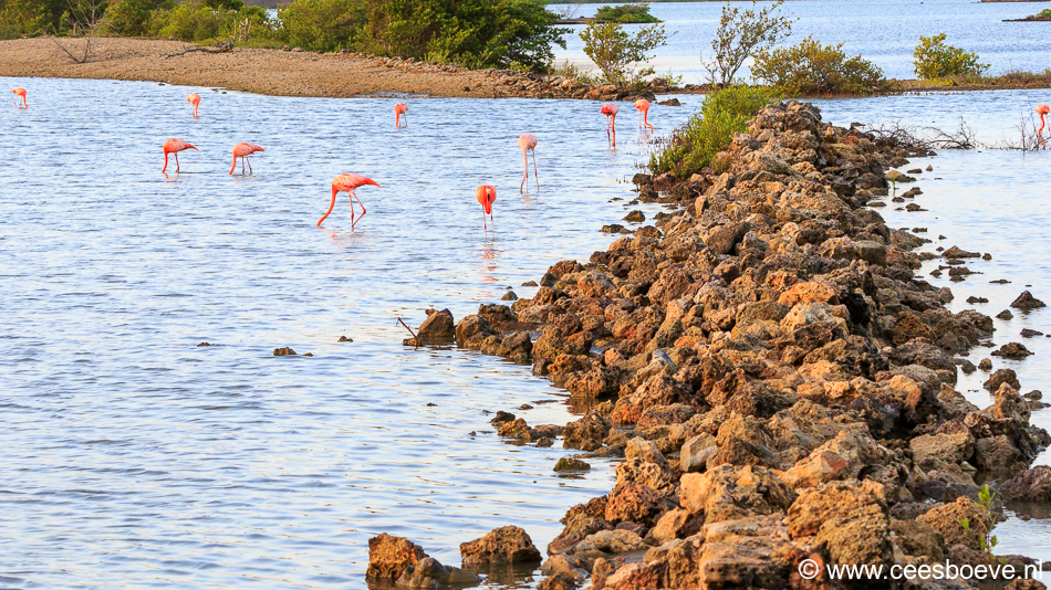 Flamingo's | Zoutpannen Jan Kok, 30 november 2019