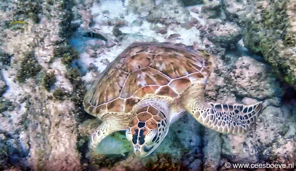 Schildpad | Draaibooi beach, Curacau, 1 december 2019