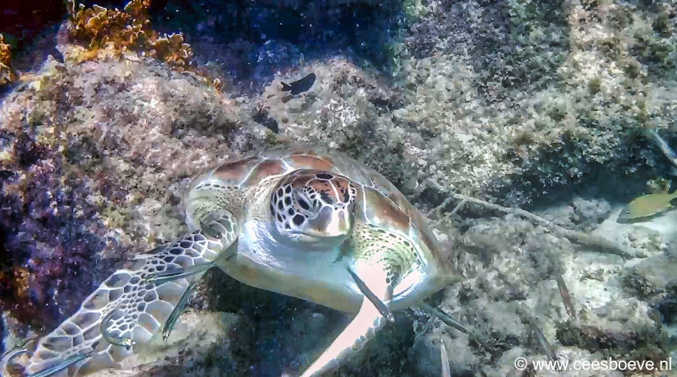 Schildpad | Draaibooi beach, Curacau, 1 december 2019