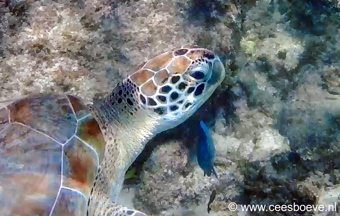 Schildpad | Draaibooi beach, Curacau, 1 december 2019