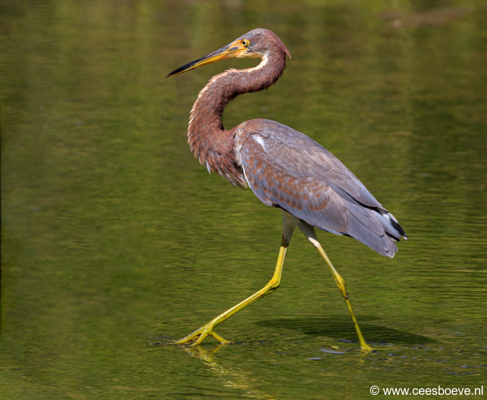 Groene Reiger  | Zoutpannen Jan Kok, 5 december 2019