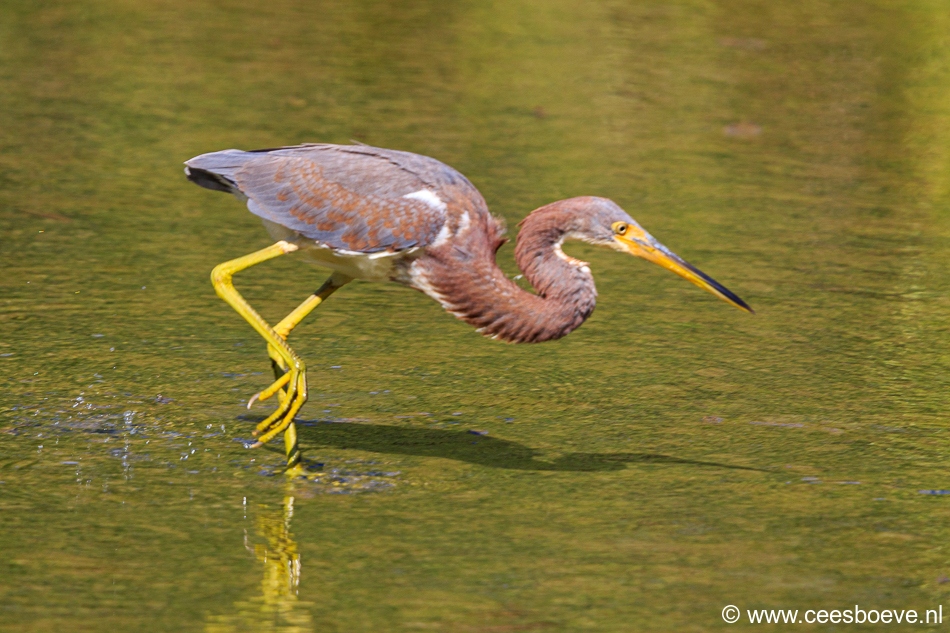 Groene Reiger  | Zoutpannen Jan Kok, 5 december 2019