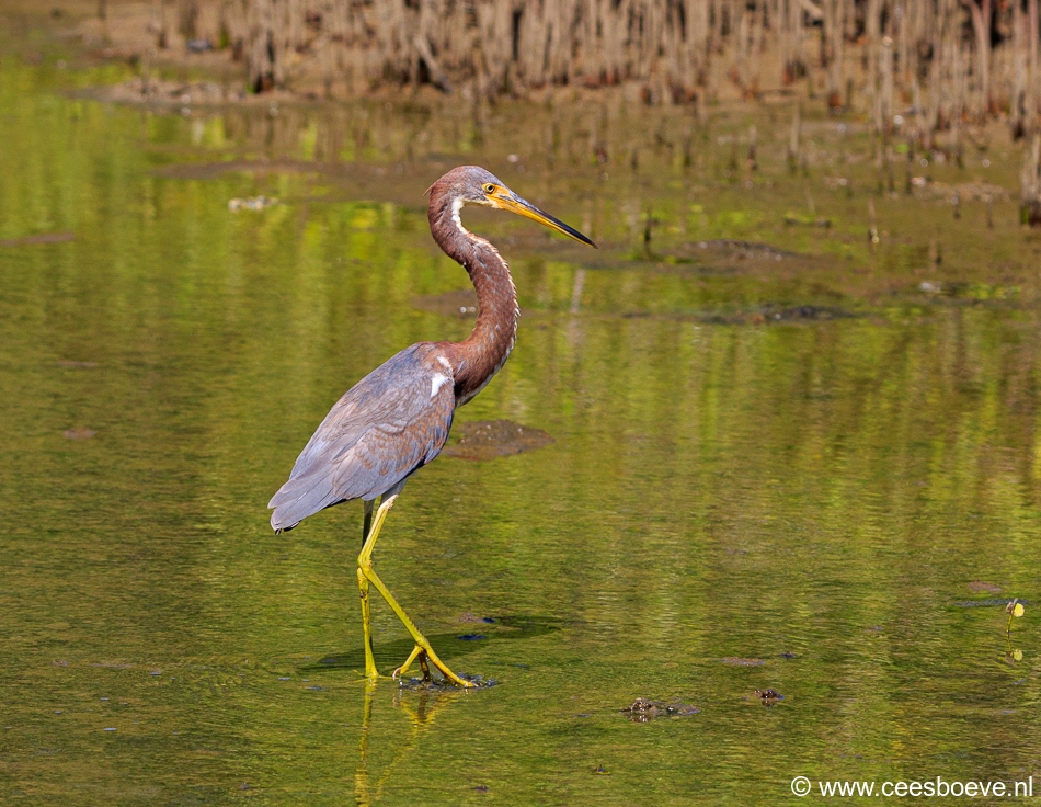 Groene Reiger  | Zoutpannen Jan Kok, 5 december 2019