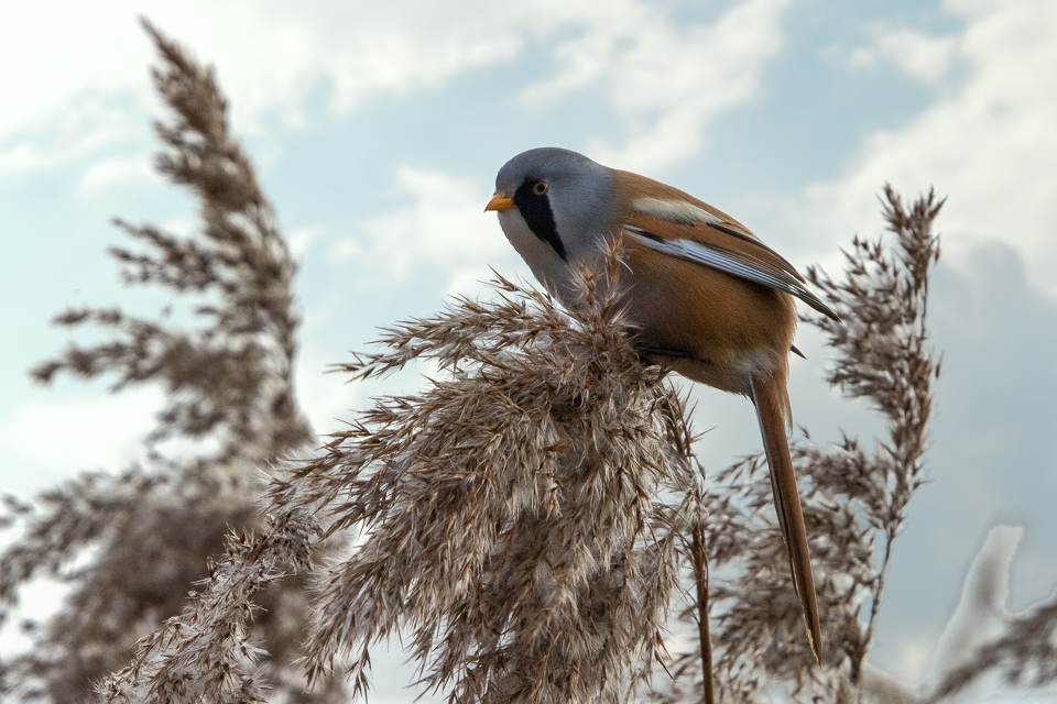 Baardmannetjes | Zevenhuizerplas, 26 januari 2020