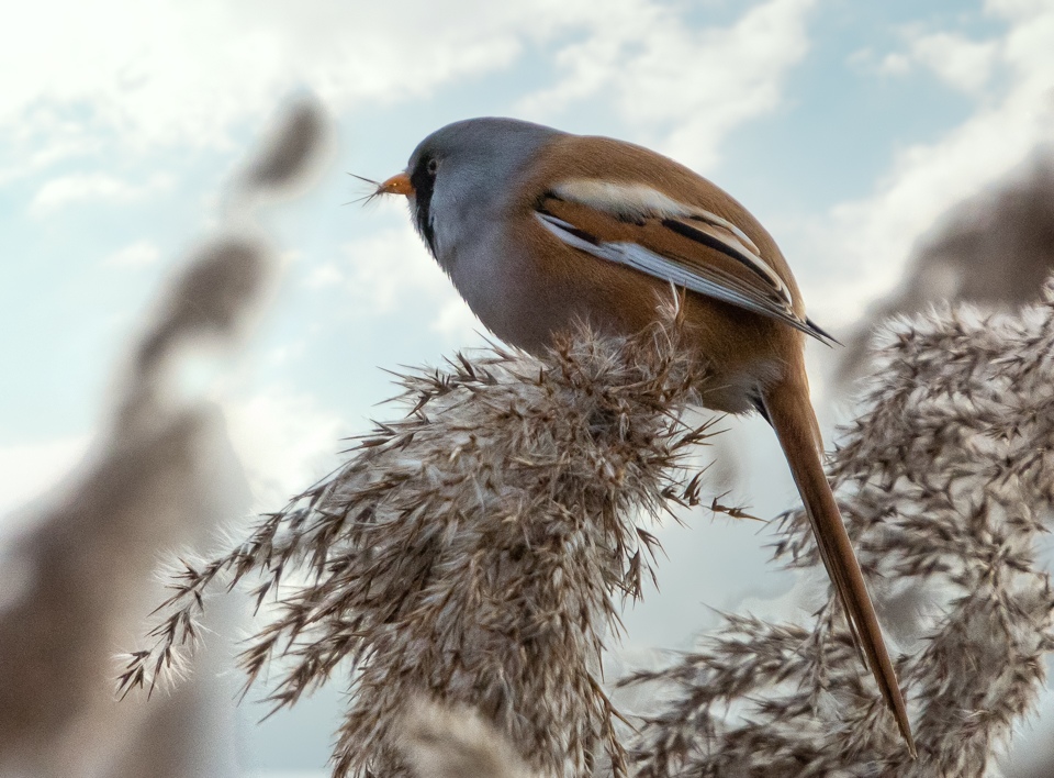 Baardmannetjes | Zevenhuizerplas, 26 januari 2020
