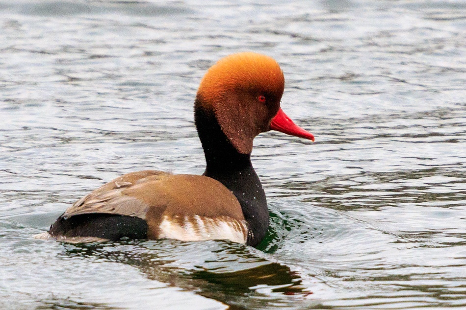 Krooneend | Zevenhuizerplas, 9 maart 2020