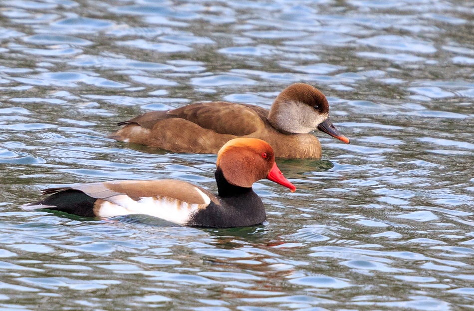 Krooneenden | Zevenhuizerplas, 9 maart 2020