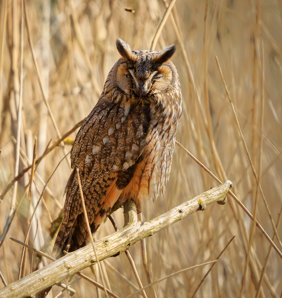 Ransuil | Zevenhuizerplas, 17 maart 2020