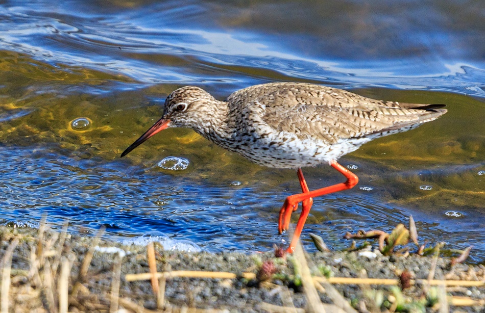 Tureluur | Eendrachtspolder, 25 maart 2020