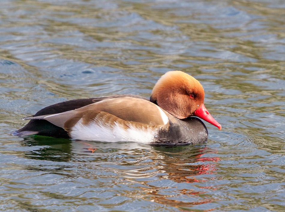 Krooneend | Zevenhuizerplas, 6 maart 2020
