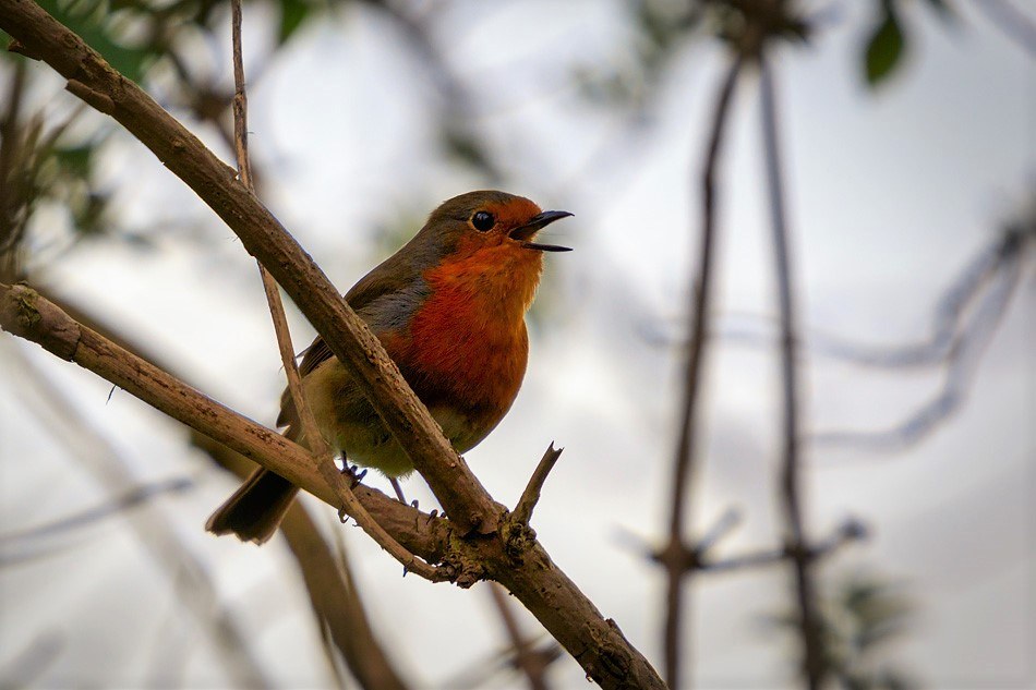 Roodborst | Zevenhuizerplas, 22 maart 2020