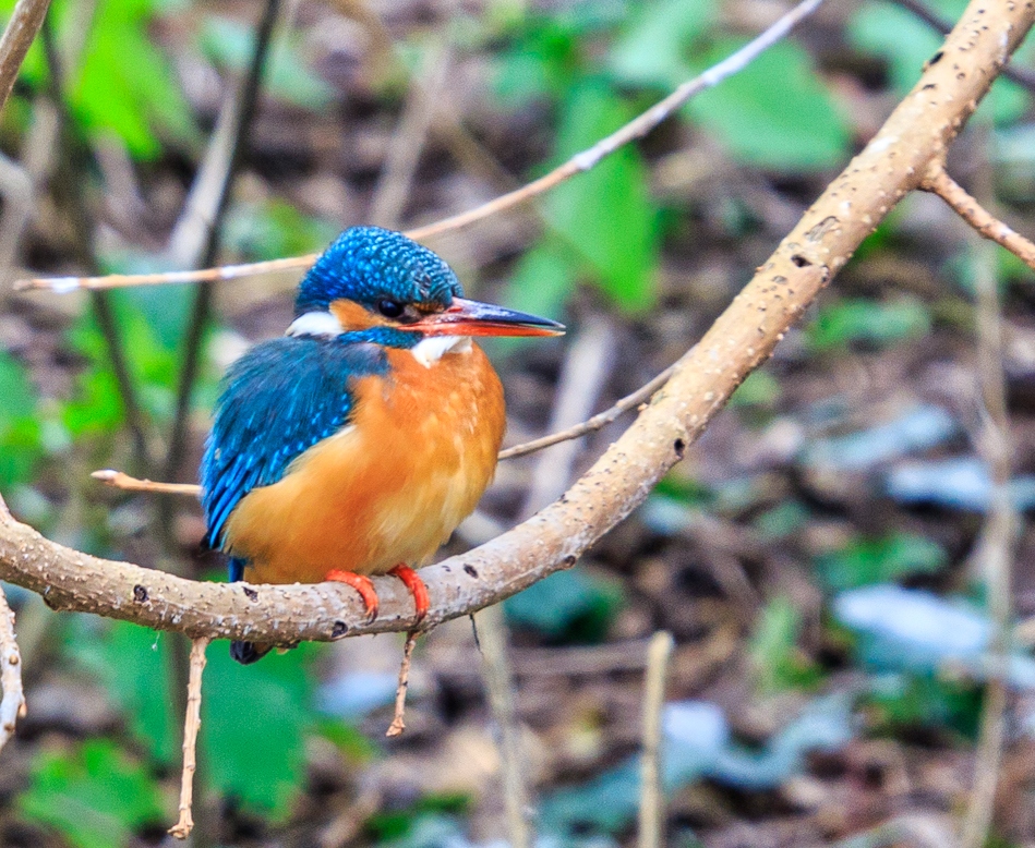 IJsvogels | Schiedam, 30 maart 2020