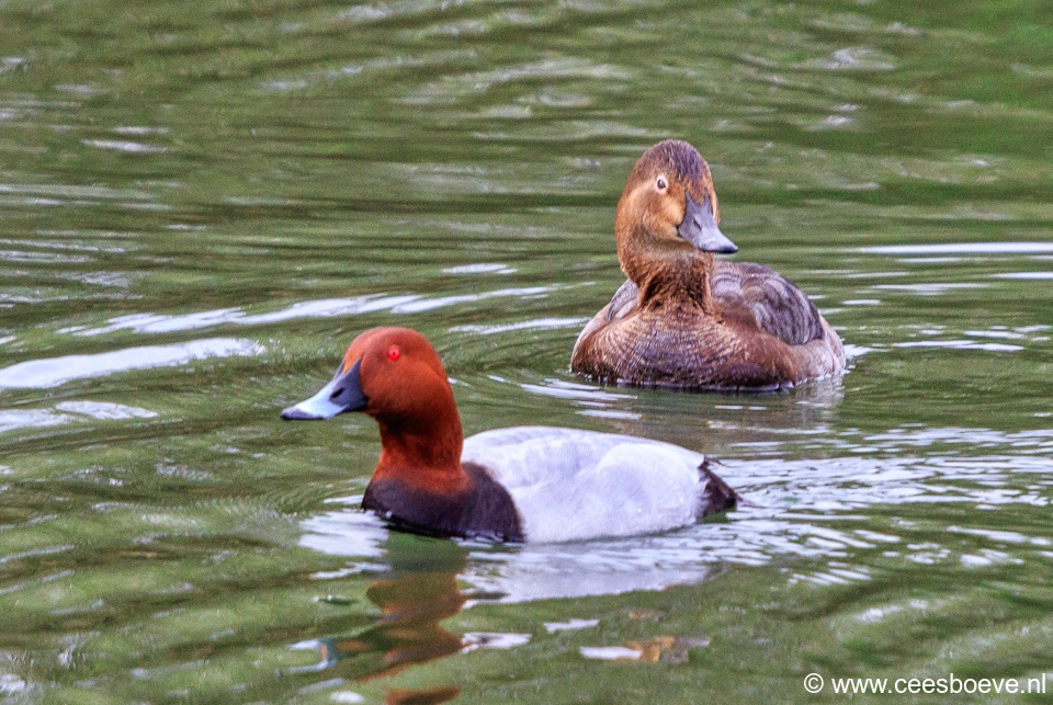 Tafeleend (mannetje en vrouwtje) | Zevenhuizerplas, 9 april 2020