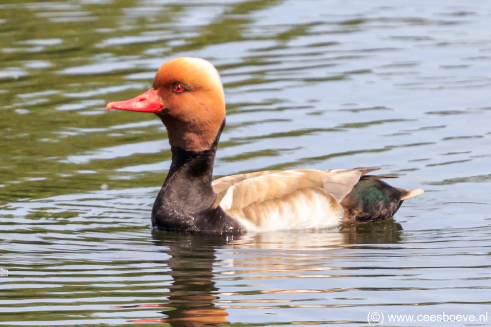 Krooneenden | Zevenhuizerplas, 12 juni 2020