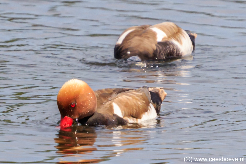 Krooneenden | Zevenhuizerplas, 12 juni 2020