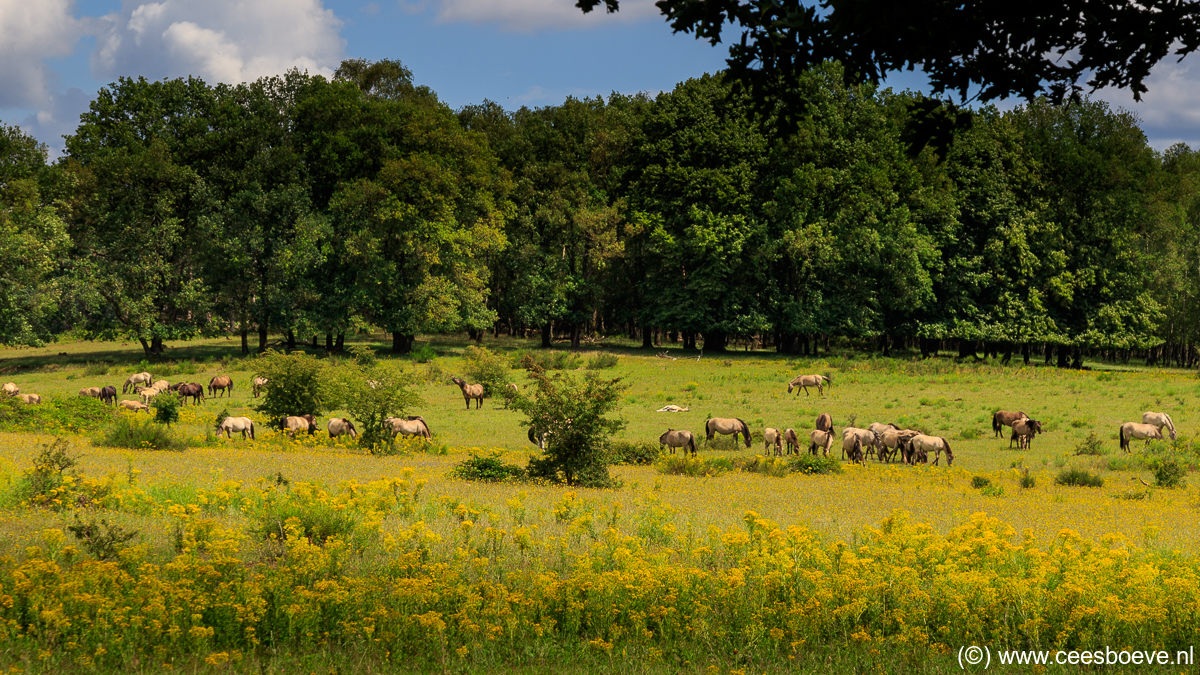Plantage Willem III | de Utrechtse Heuvelrug, 8 juli 2020