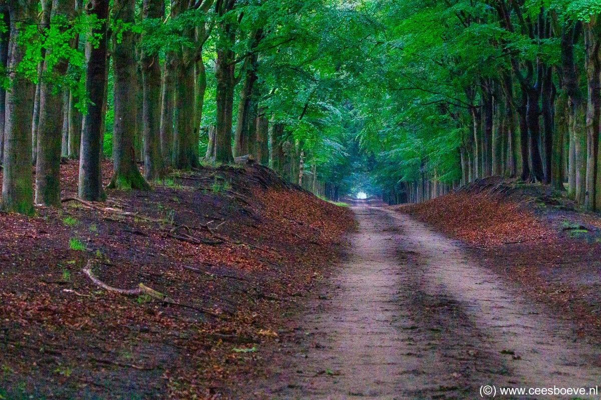 Planken Wambuis | Veluwe | Ede, 9 juli 2020