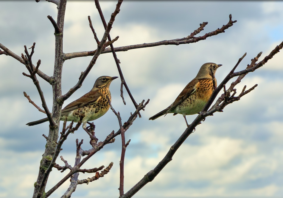 Kramsvogels | Eendrachtspolder, 26 oktober 2020