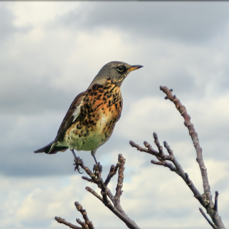 Kramsvogel | Eendrachtspolder, 26 oktober 2020