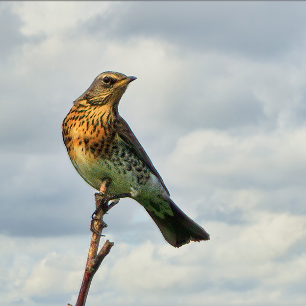 Kramsvogel | Eendrachtspolder, 26 oktober 2020