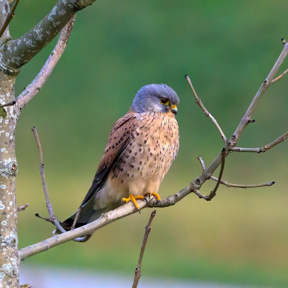 Torenvalk | Eendrachtspolder, 5 december 2020