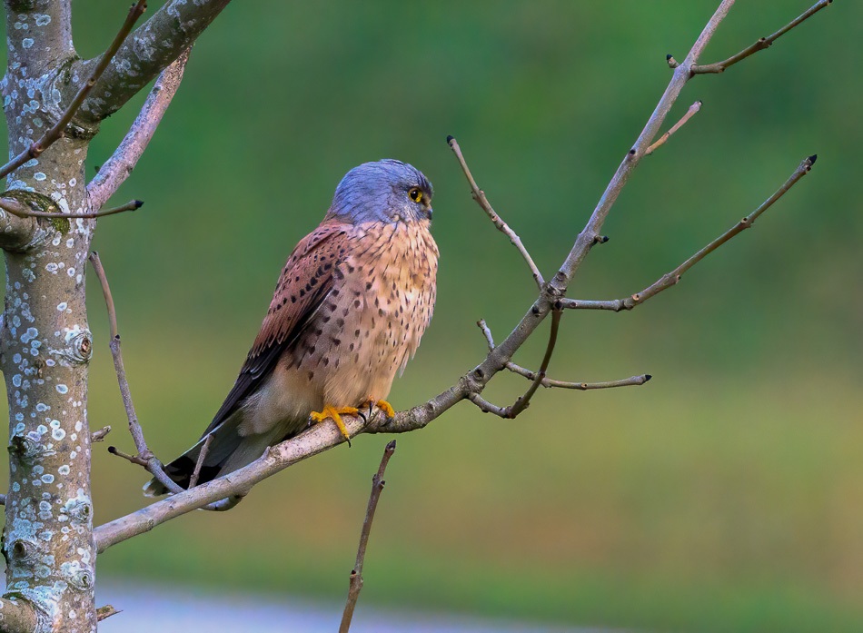 Torenvalk | Eendrachtspolder, 5 december 2020