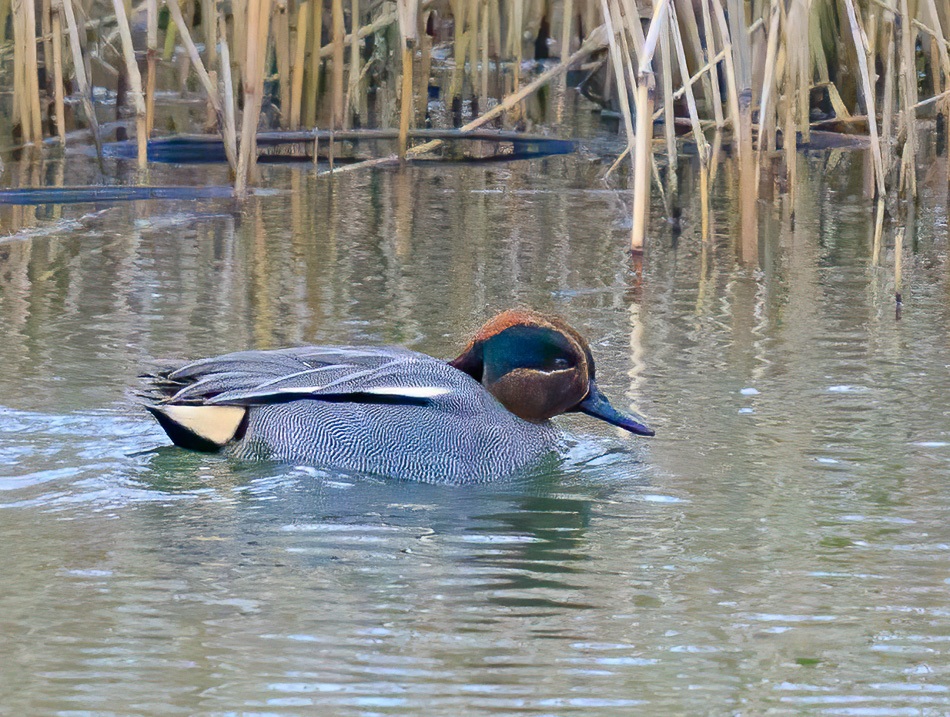Wintertaling | Eendrachtspolder, 5 december 2020