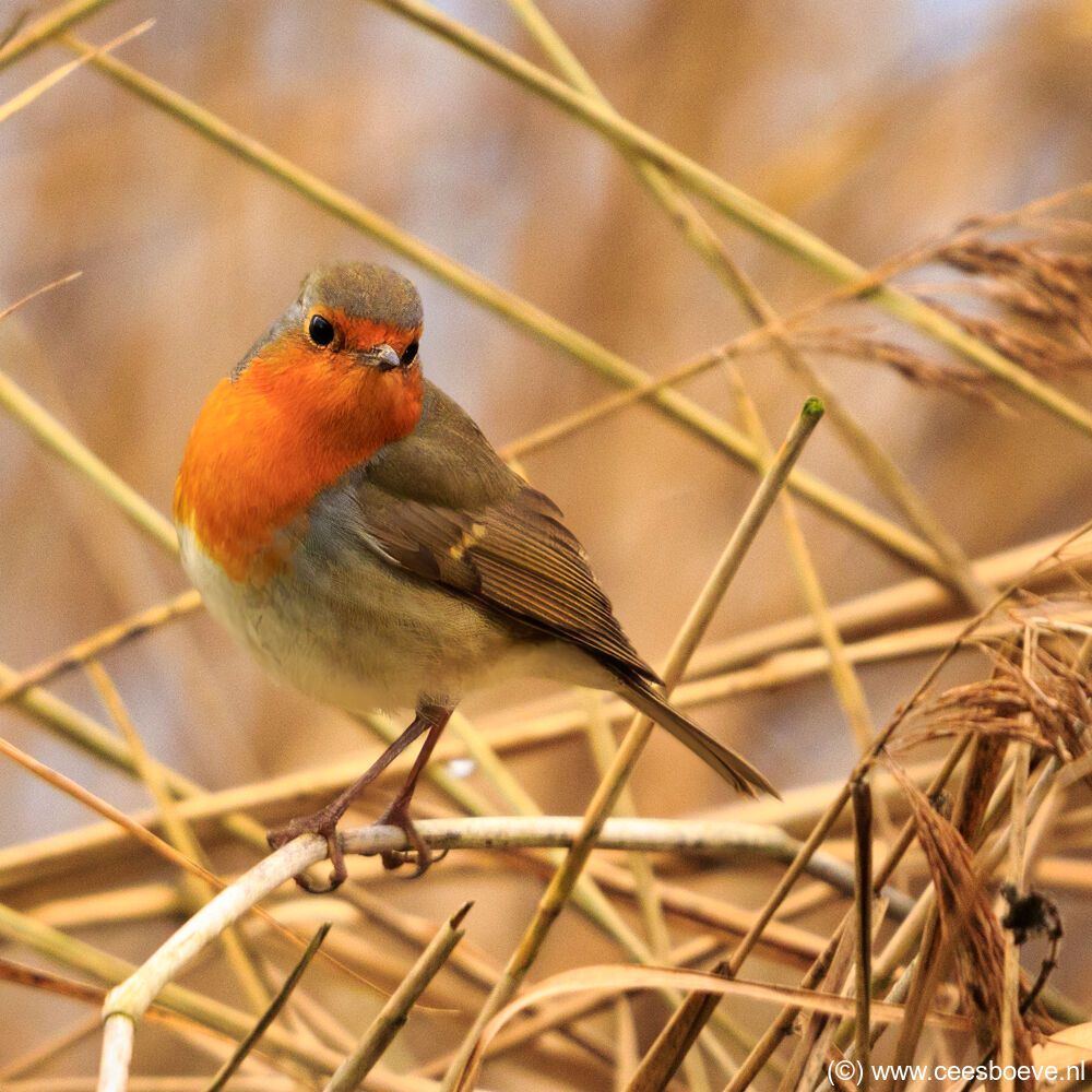 Roodborst | Zevenhuizerplas, 19 december 2020