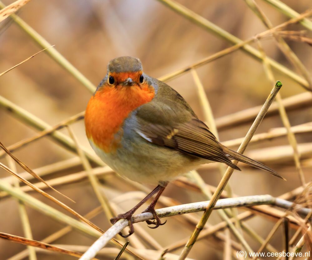 Roodborst | Zevenhuizerplas, 19 december 2020