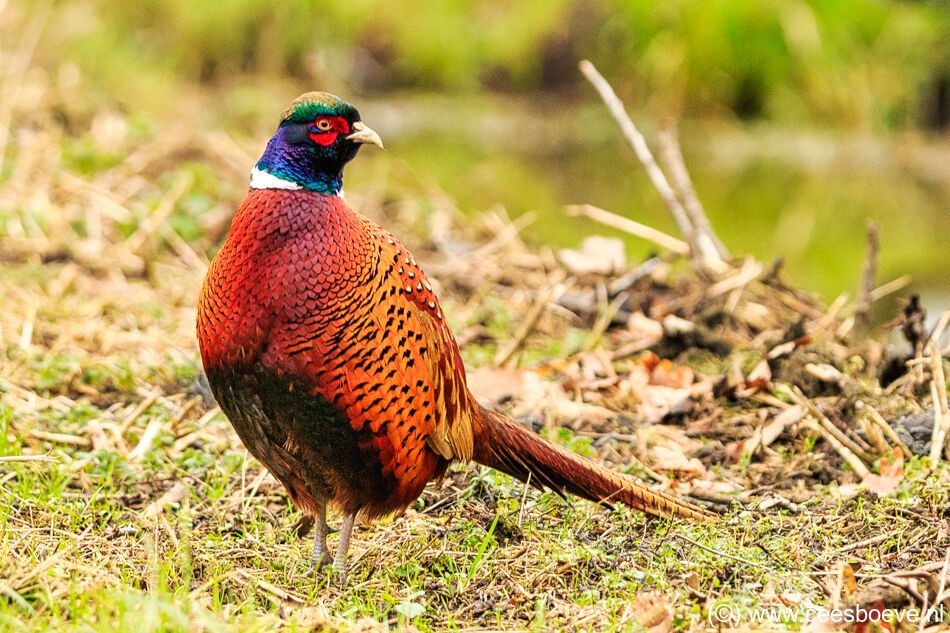 Deze mannetjes fazant poseerde prachtig voor de camera | Zevenhuizerplas, 6 januari 2021